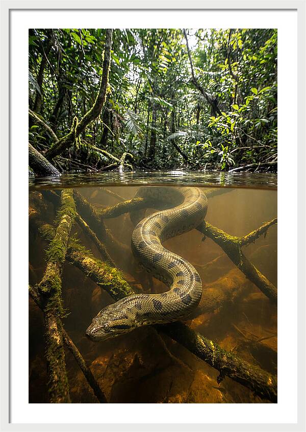 Green Anaconda Swimming