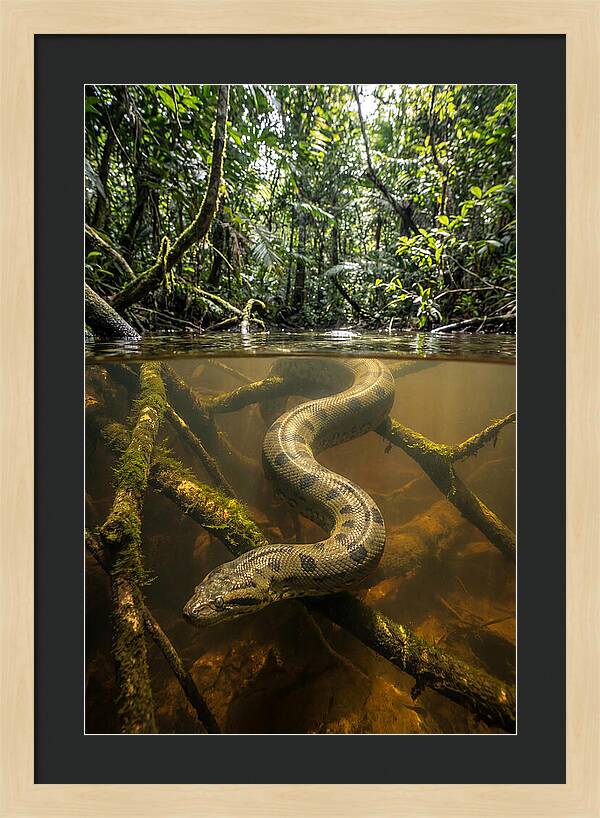 Green Anaconda Swimming