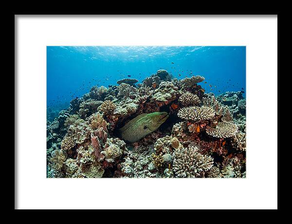 Green Moray Eel Among Coral