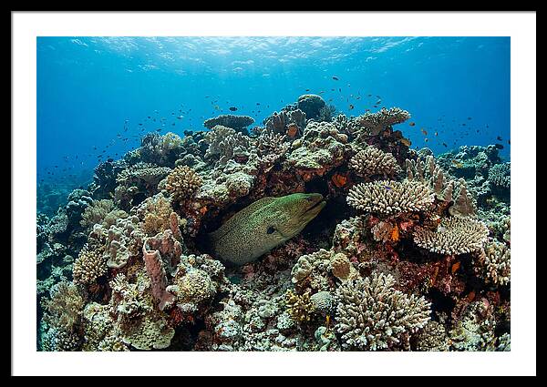 Green Moray Eel Among Coral