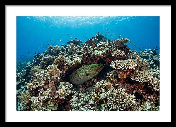 Green Moray Eel Among Coral
