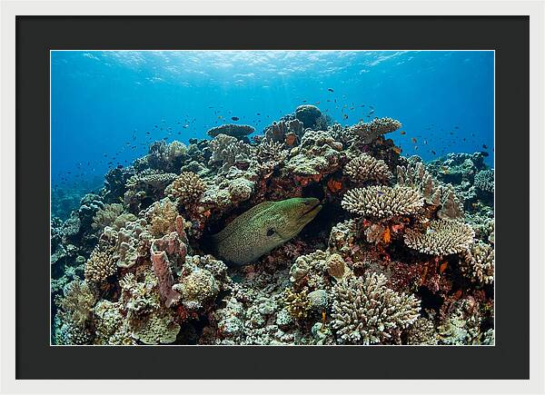 Green Moray Eel Among Coral