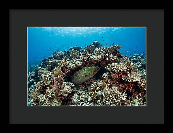 Green Moray Eel Among Coral