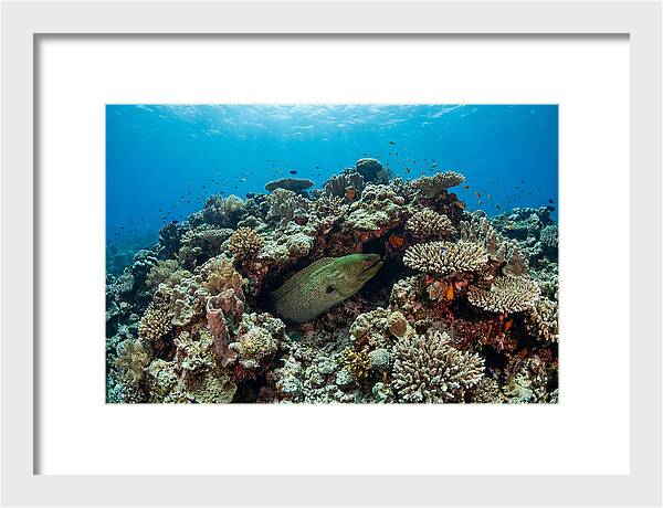 Green Moray Eel Among Coral
