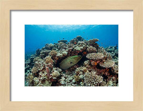 Green Moray Eel Among Coral