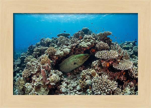 Green Moray Eel Among Coral