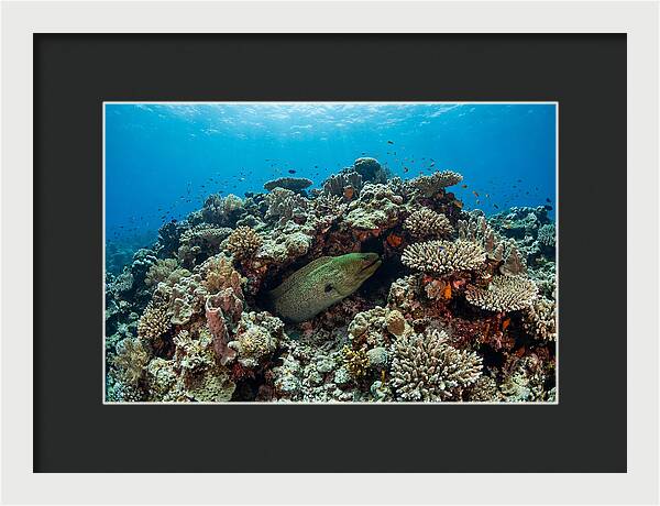 Green Moray Eel Among Coral