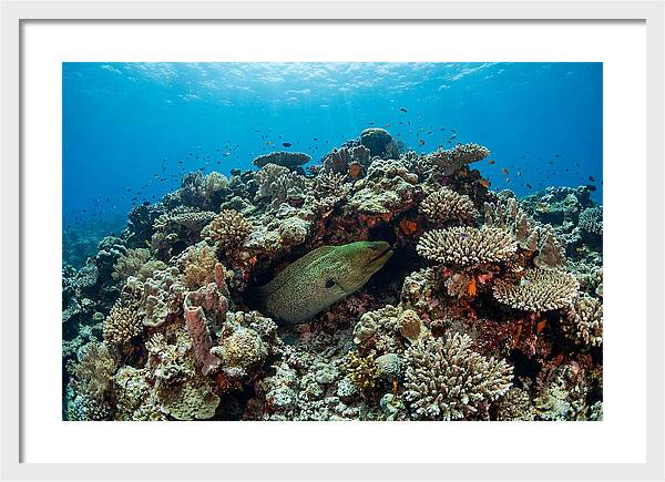 Green Moray Eel Among Coral