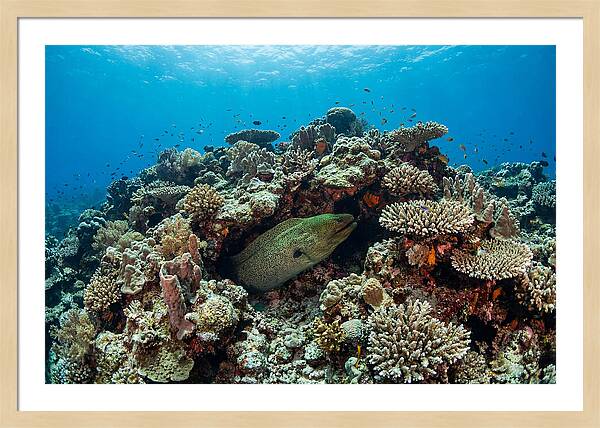 Green Moray Eel Among Coral