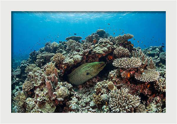 Green Moray Eel Among Coral