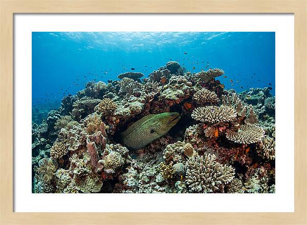 Green Moray Eel Among Coral