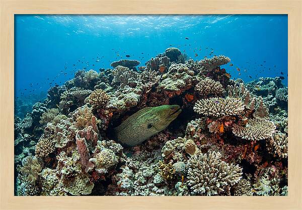 Green Moray Eel Among Coral