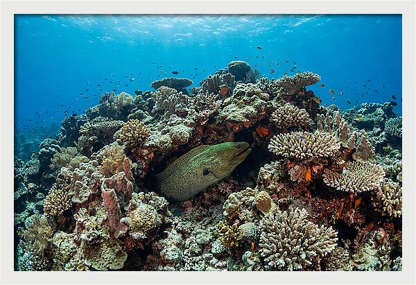 Green Moray Eel Among Coral