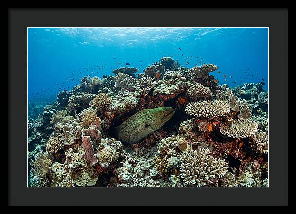 Green Moray Eel Among Coral