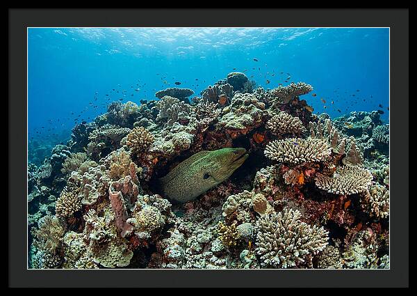 Green Moray Eel Among Coral