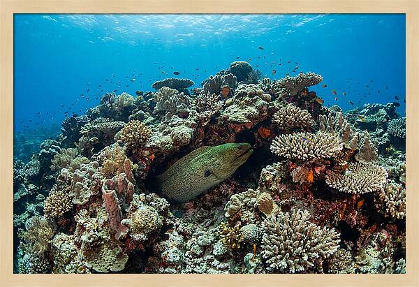 Green Moray Eel Among Coral