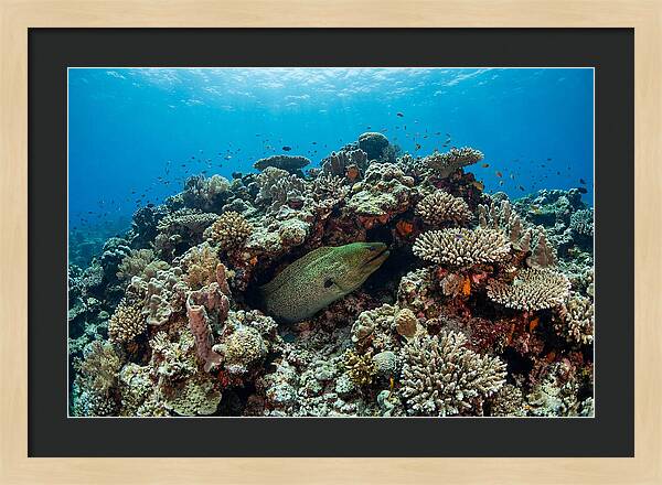 Green Moray Eel Among Coral