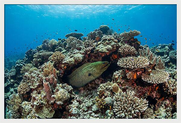 Green Moray Eel Among Coral