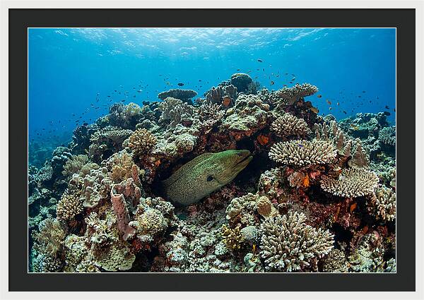 Green Moray Eel Among Coral