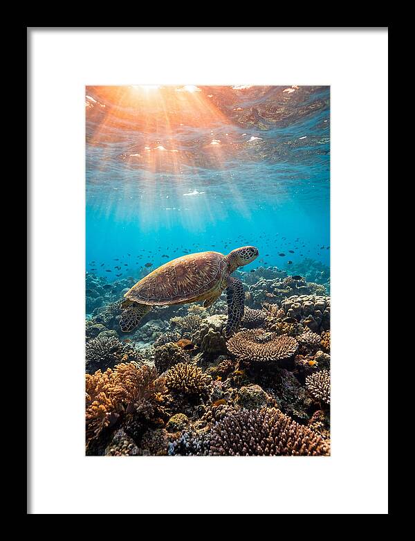 Green Sea Turtle Swimming Gracefully