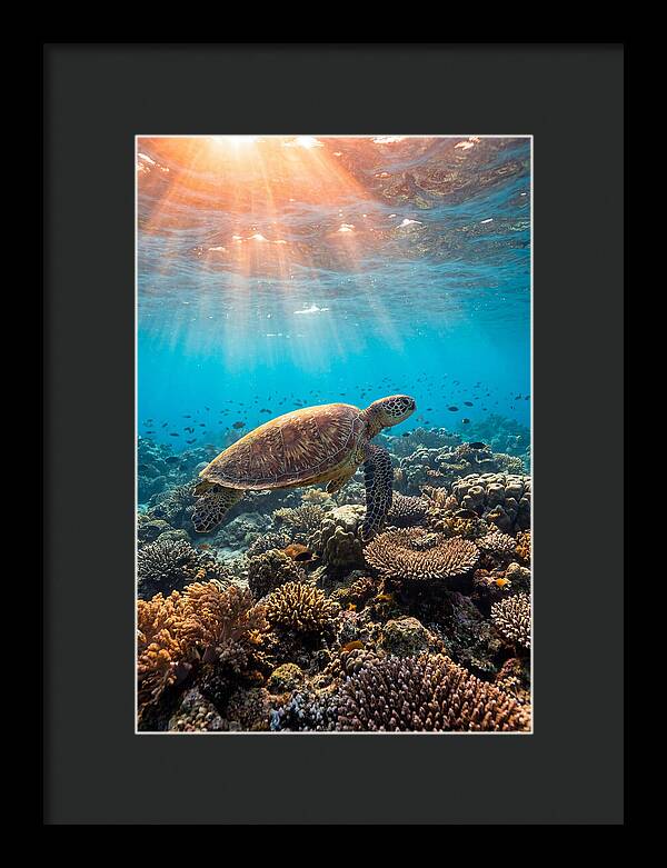 Green Sea Turtle Swimming Gracefully