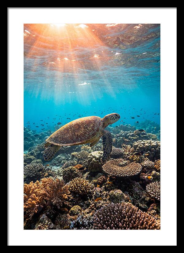 Green Sea Turtle Swimming Gracefully