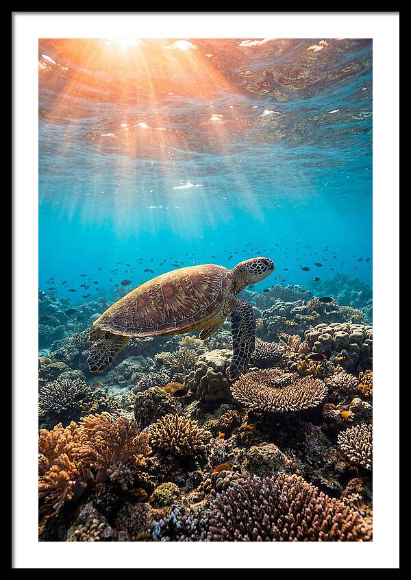 Green Sea Turtle Swimming Gracefully