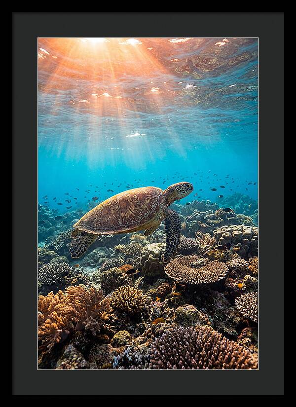 Green Sea Turtle Swimming Gracefully
