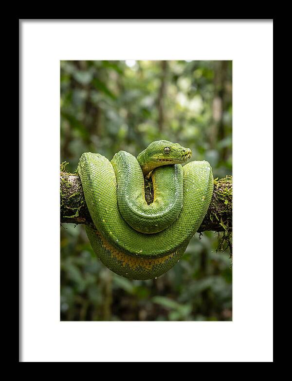 Green Tree Python Coiled