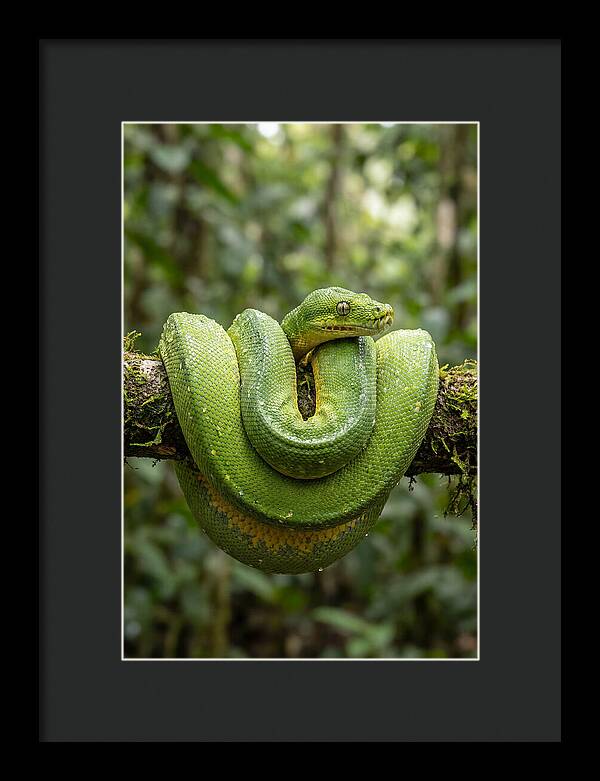 Green Tree Python Coiled