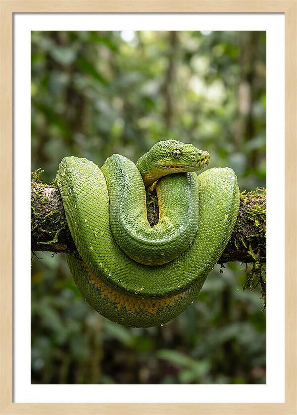 Green Tree Python Coiled