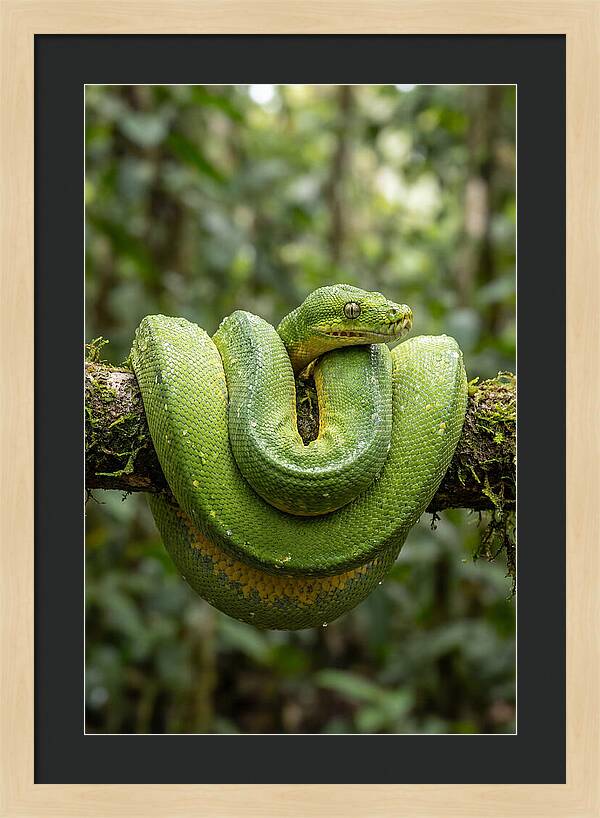 Green Tree Python Coiled