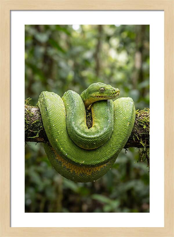 Green Tree Python Coiled