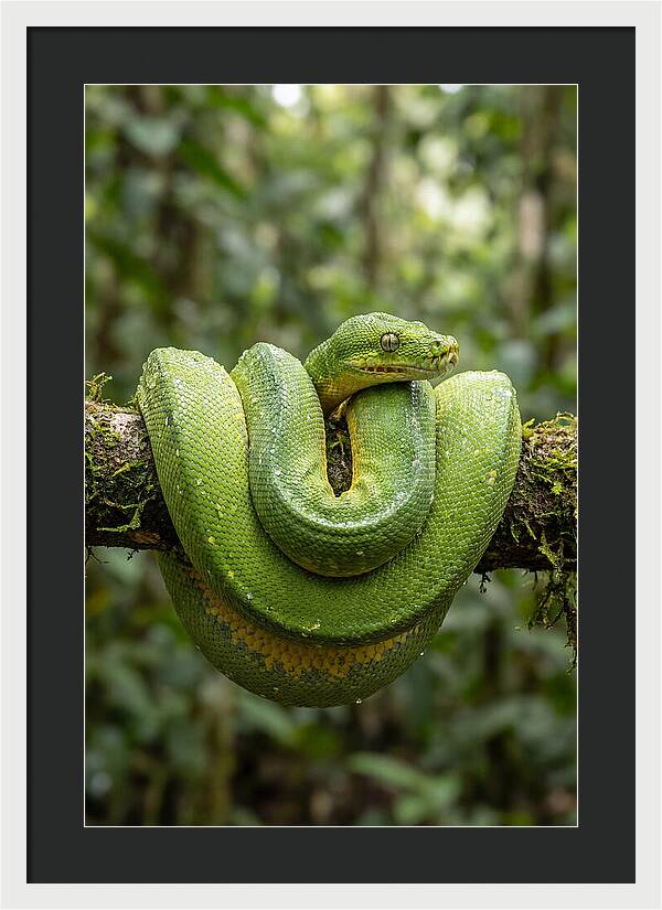 Green Tree Python Coiled