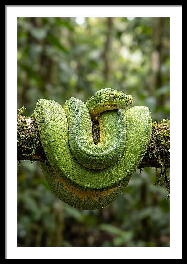Green Tree Python Coiled