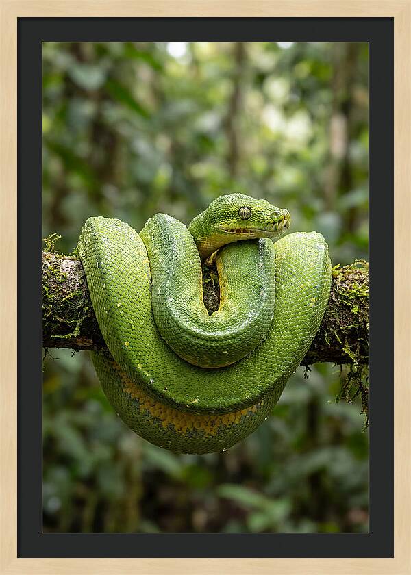 Green Tree Python Coiled