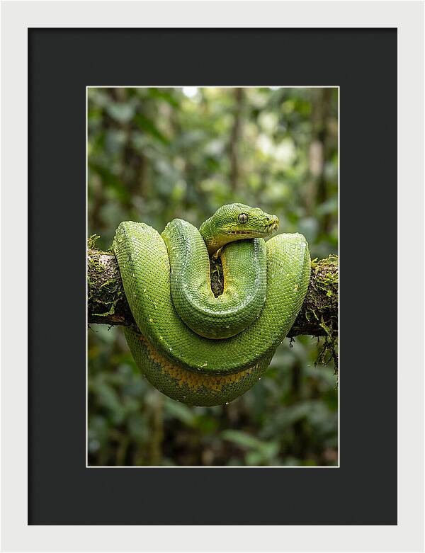 Green Tree Python Coiled