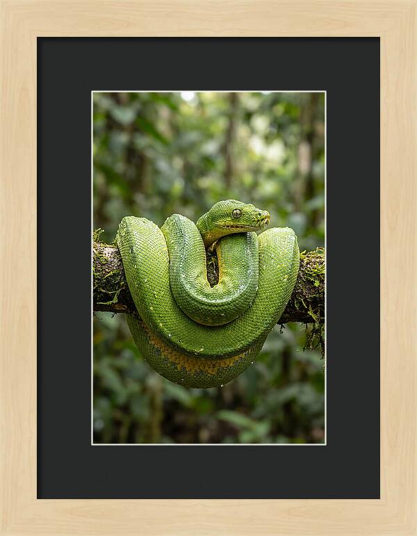 Green Tree Python Coiled