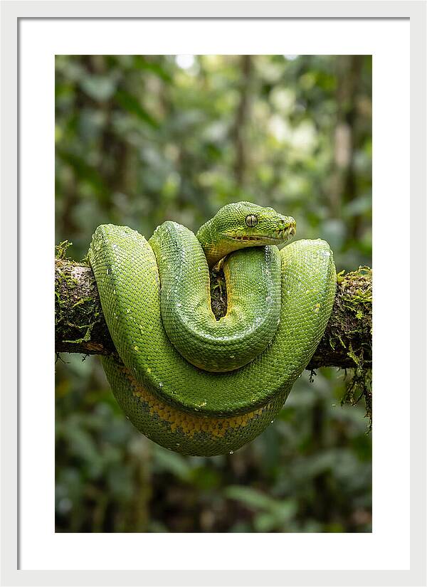 Green Tree Python Coiled