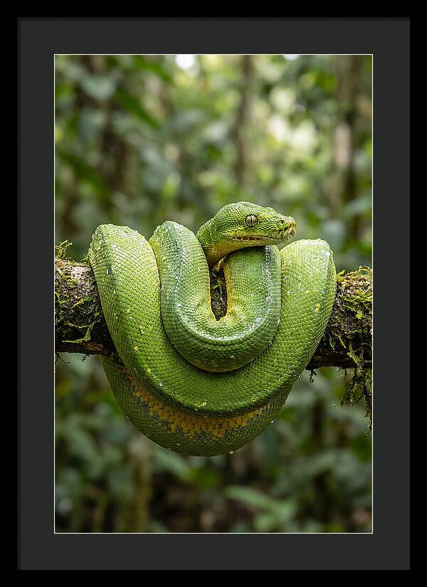 Green Tree Python Coiled