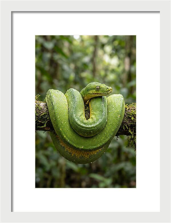 Green Tree Python Coiled