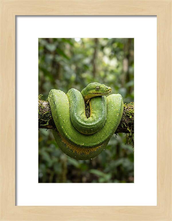 Green Tree Python Coiled