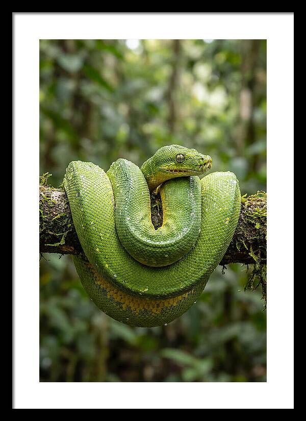 Green Tree Python Coiled