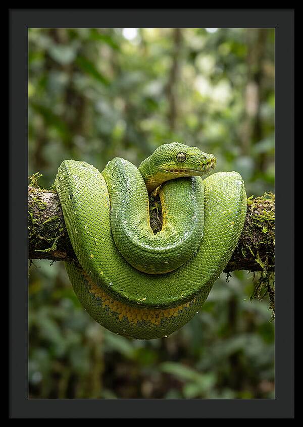 Green Tree Python Coiled
