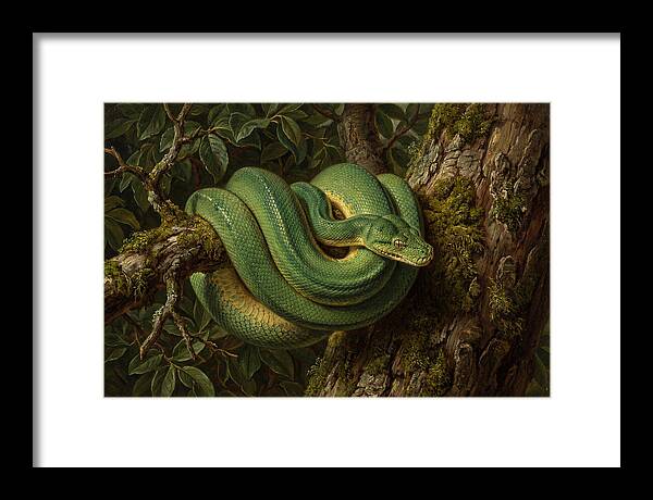 Green Tree Python Coiled In Nature