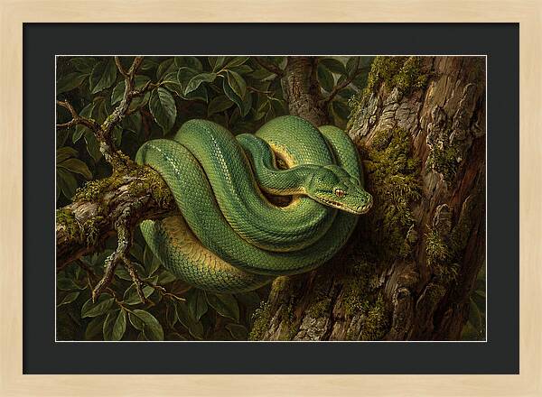 Green Tree Python Coiled In Nature