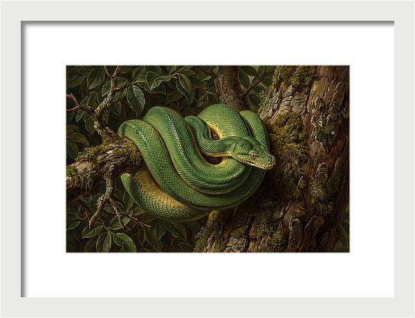 Green Tree Python Coiled In Nature