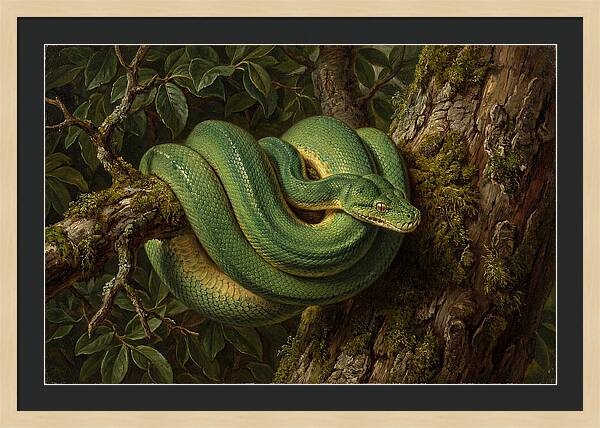 Green Tree Python Coiled In Nature