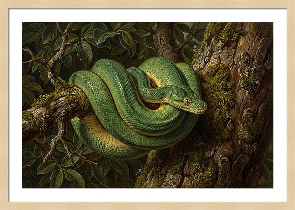 Green Tree Python Coiled In Nature