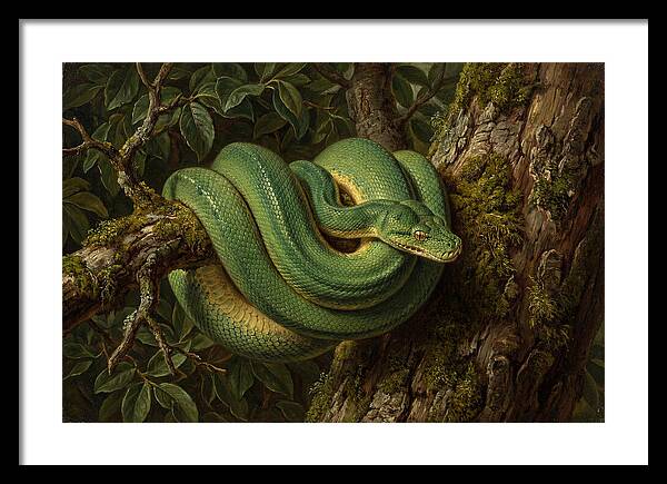 Green Tree Python Coiled In Nature